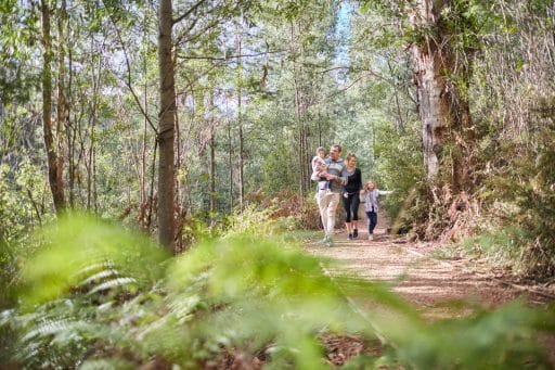 Kinglake Ranges - Discoverdindi