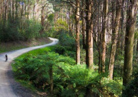 Kinglake Ranges Gravel Rides - Kinglake - Captains Ride